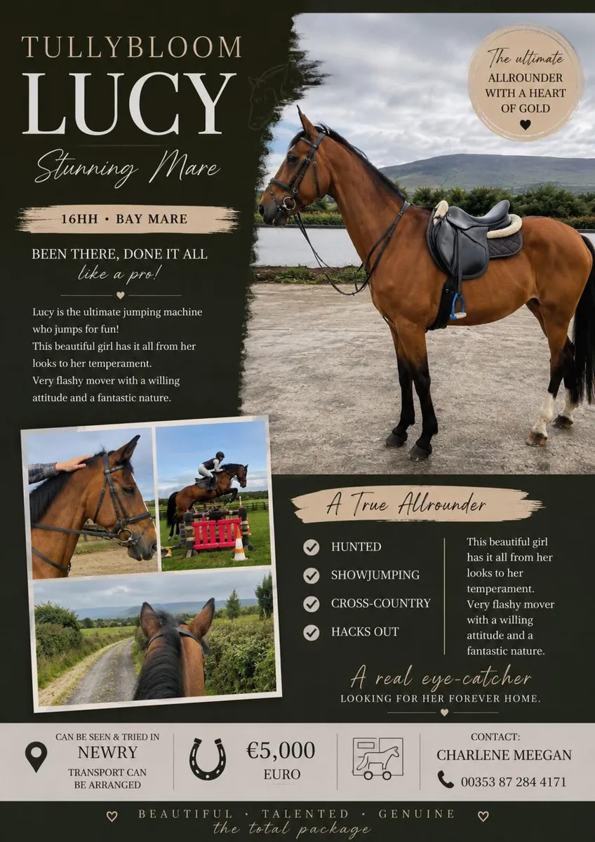 Perfect riding club horse - Image 3
