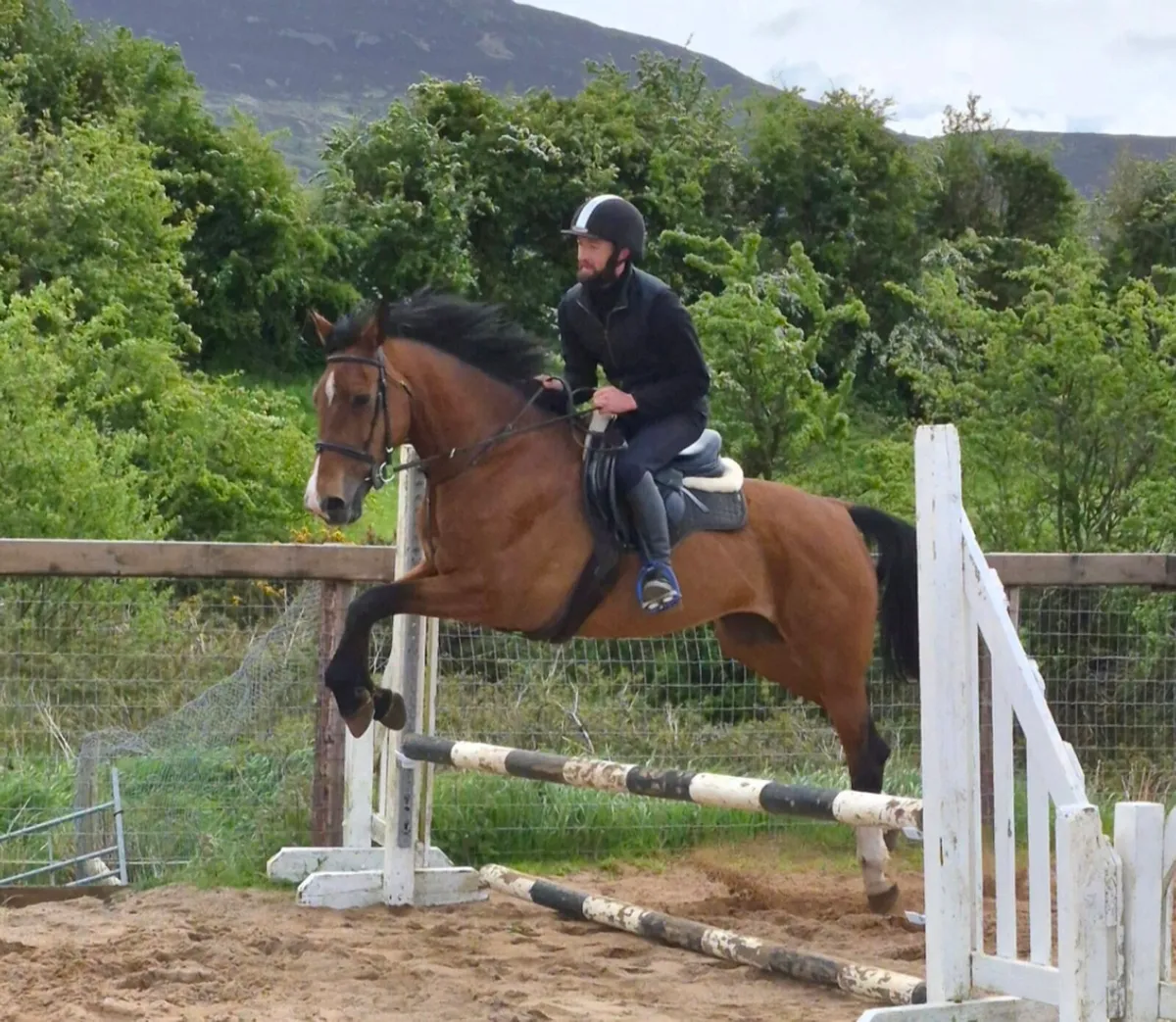 Perfect riding club horse - Image 4