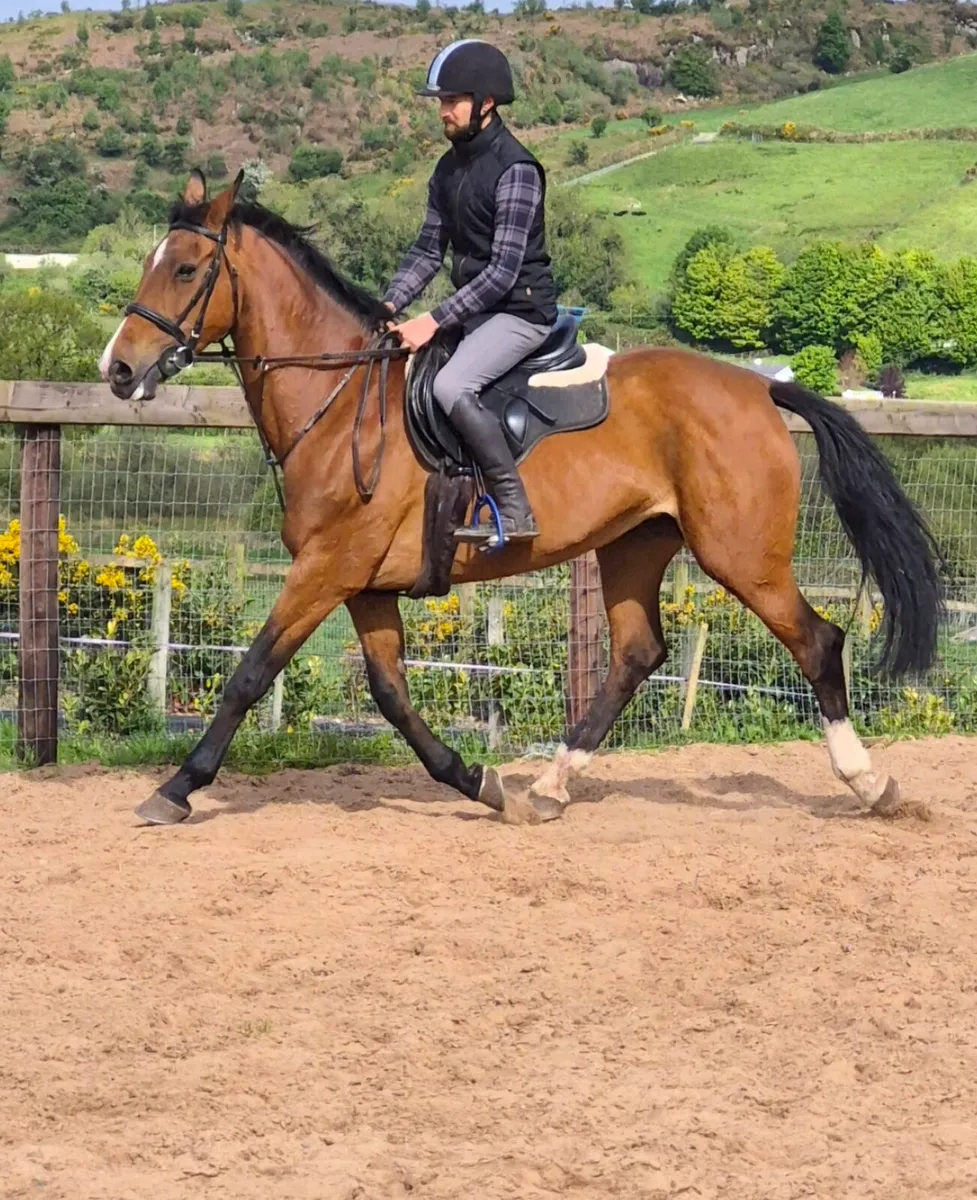 Perfect riding club horse - Image 1