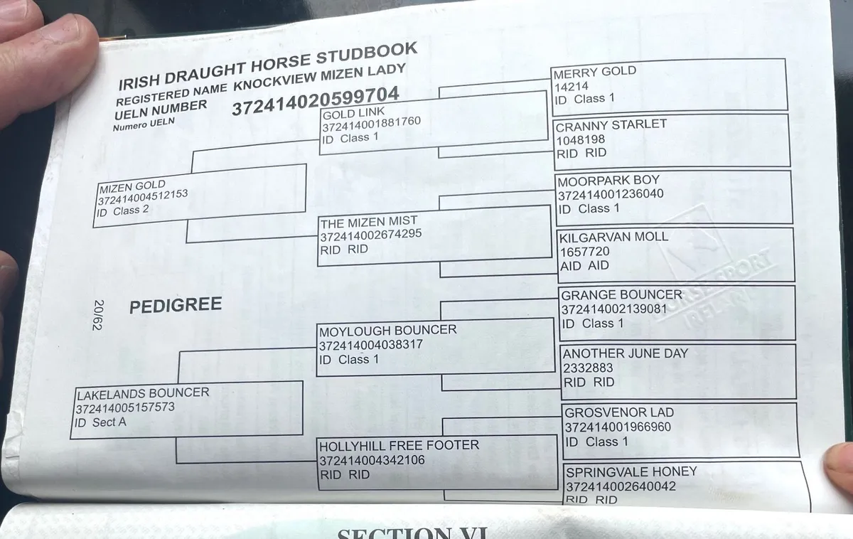 Irish draft class one with bronze merit - Image 3