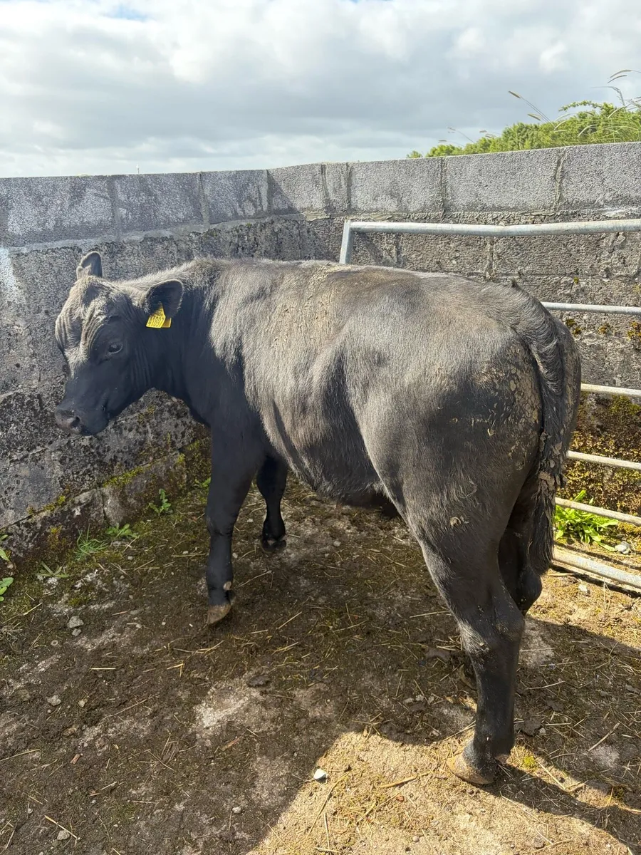 Bullock - Image 1