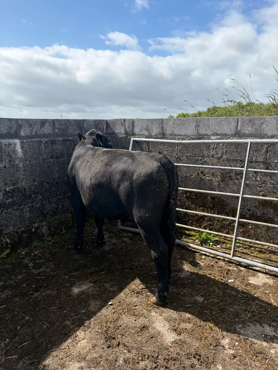 Bullock - Image 2
