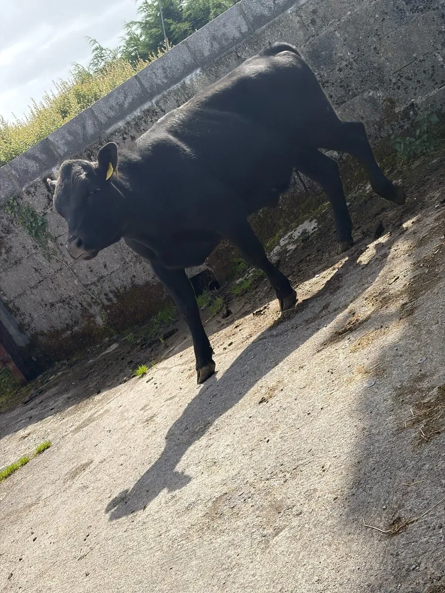 Bullock - Image 3