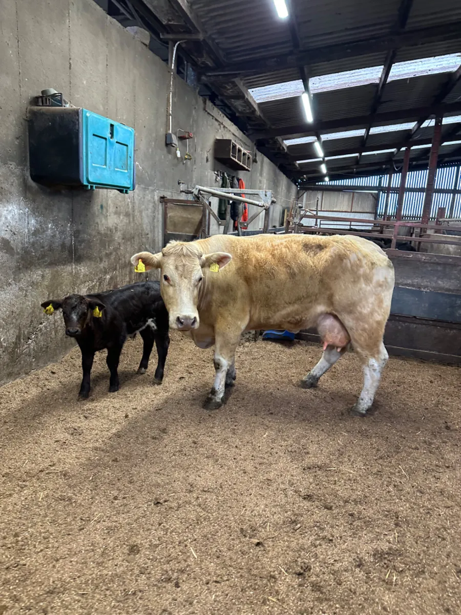 Charolais outfit - Image 4