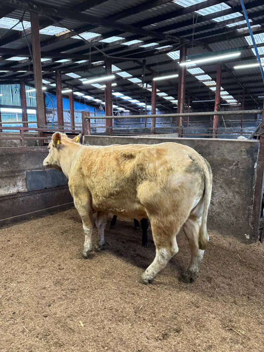 Charolais outfit - Image 1