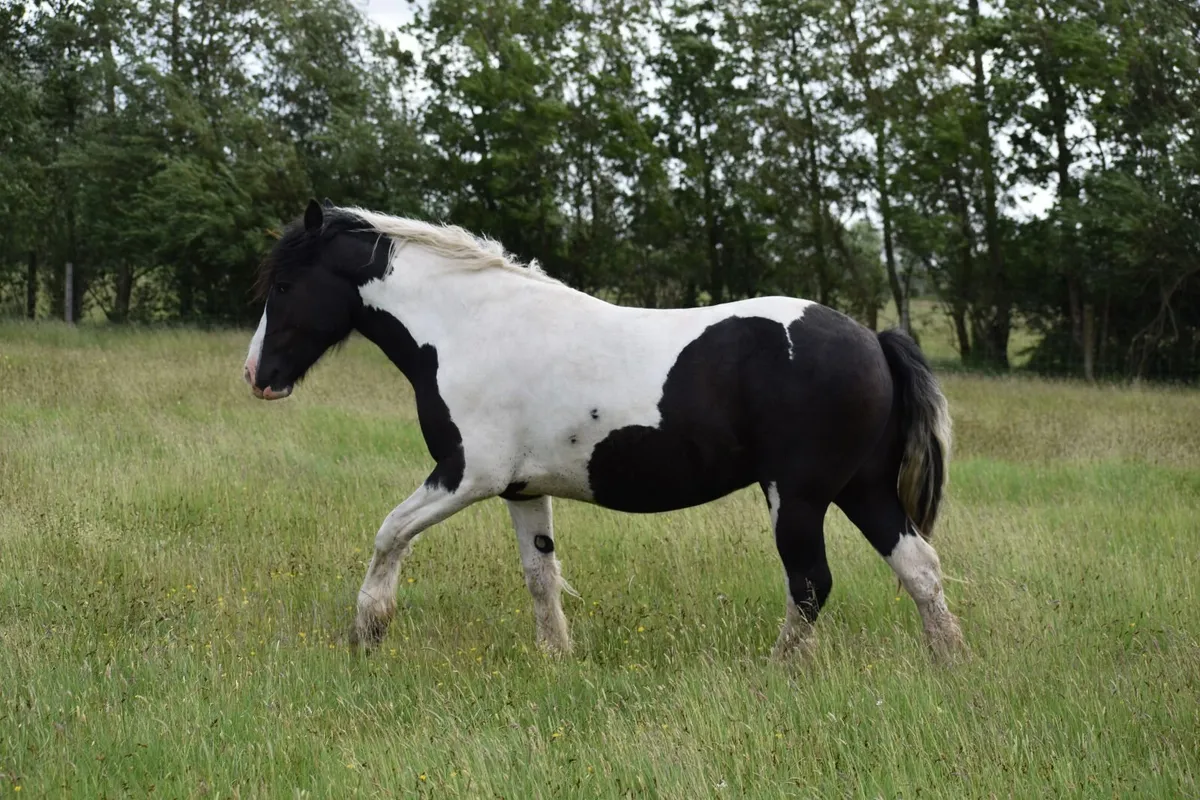 cob - Image 1
