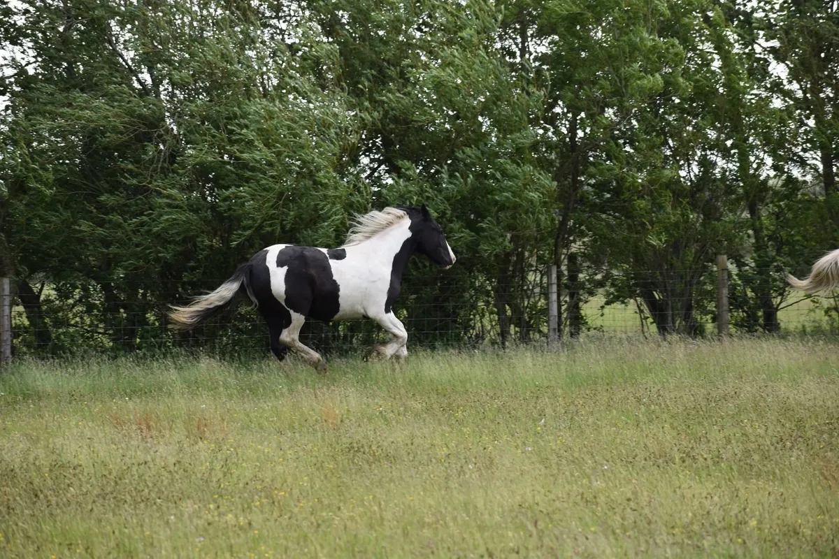 cob - Image 2