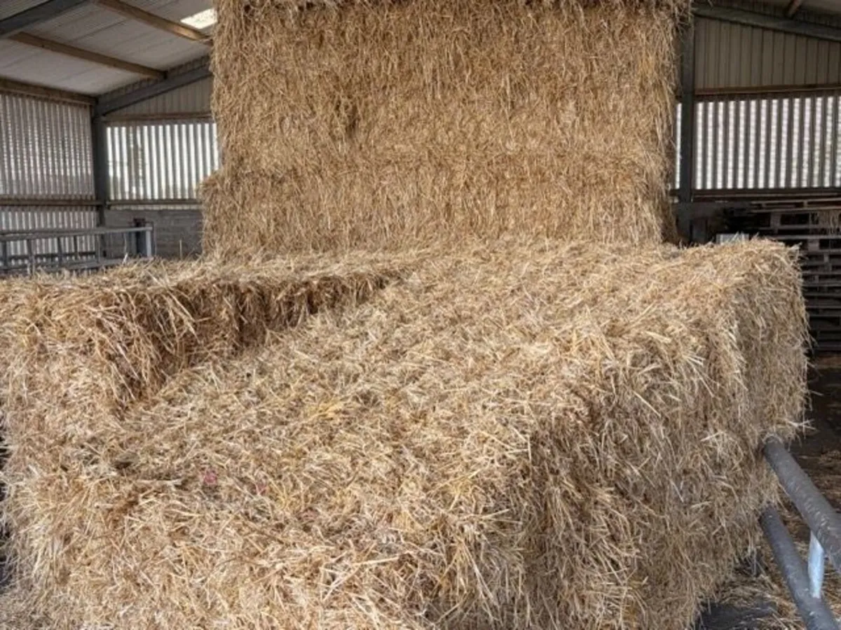 Top Quality Wexford Barley Straw - Image 2