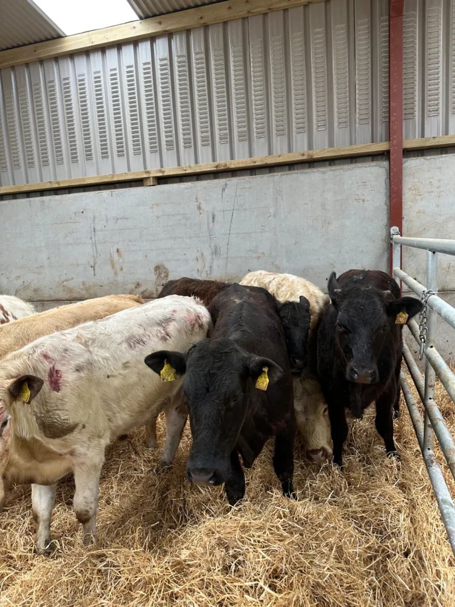 Charolais and lim heifers - Image 4