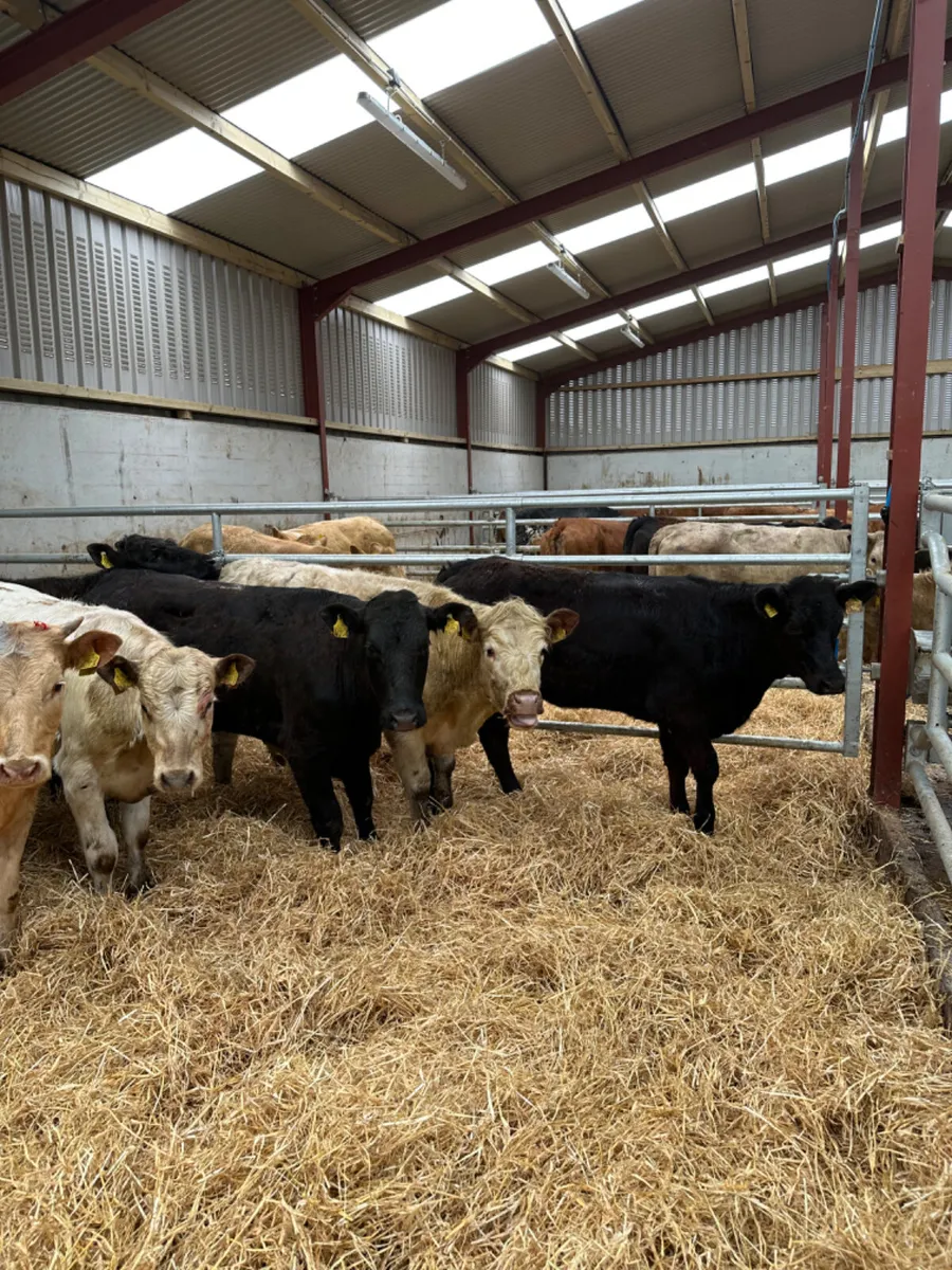 Charolais and lim heifers - Image 2