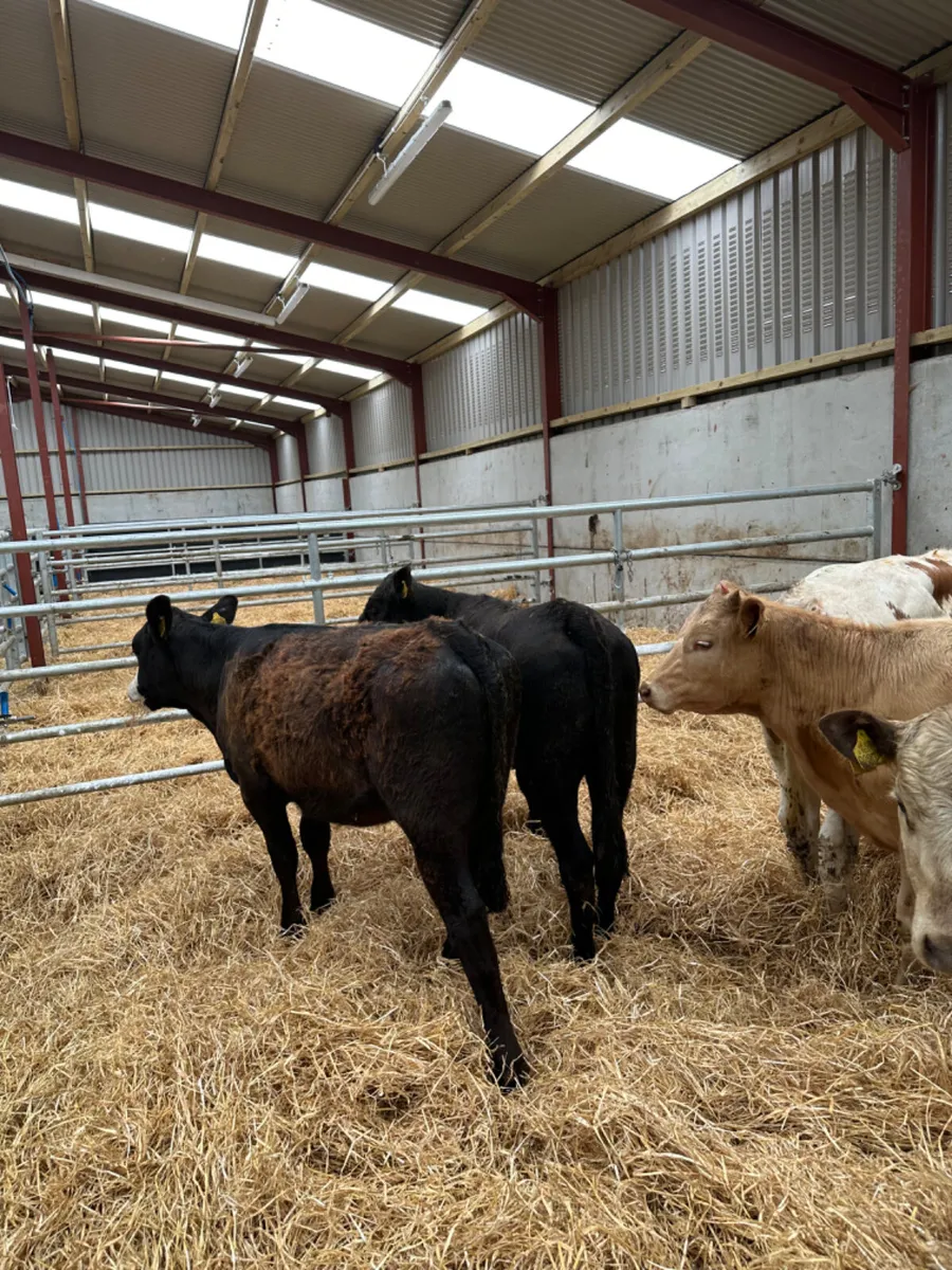 Charolais and lim heifers - Image 1