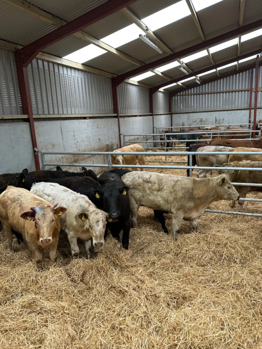 Charolais and lim heifers - Image 3