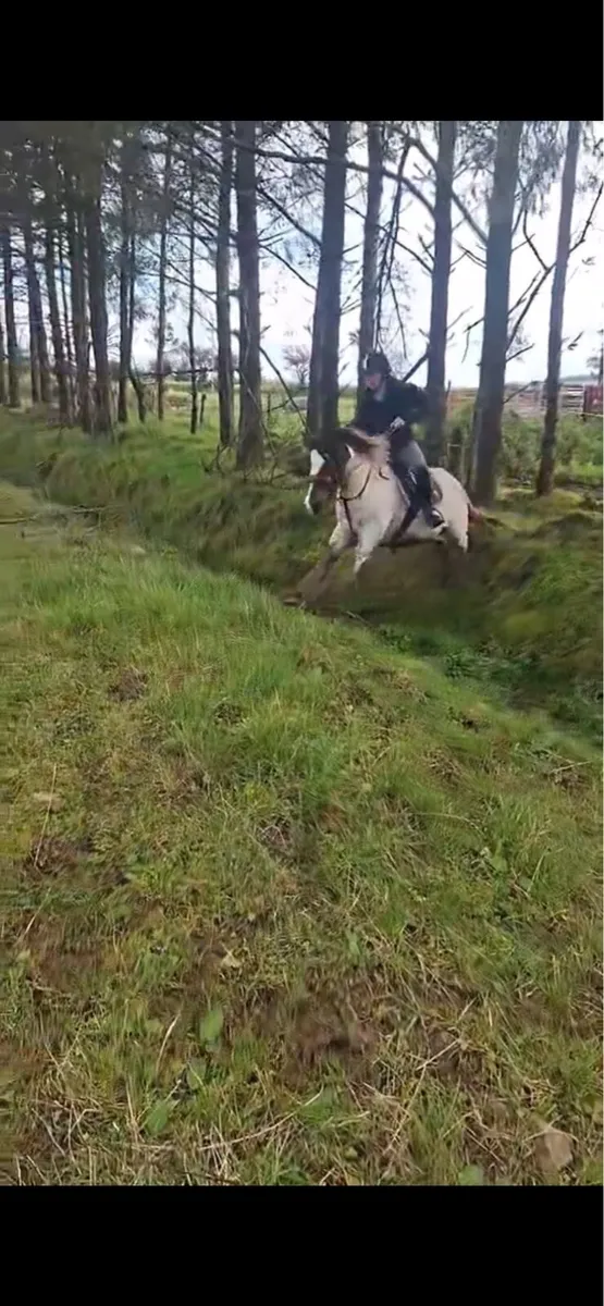 Skewbald Cob - Image 2