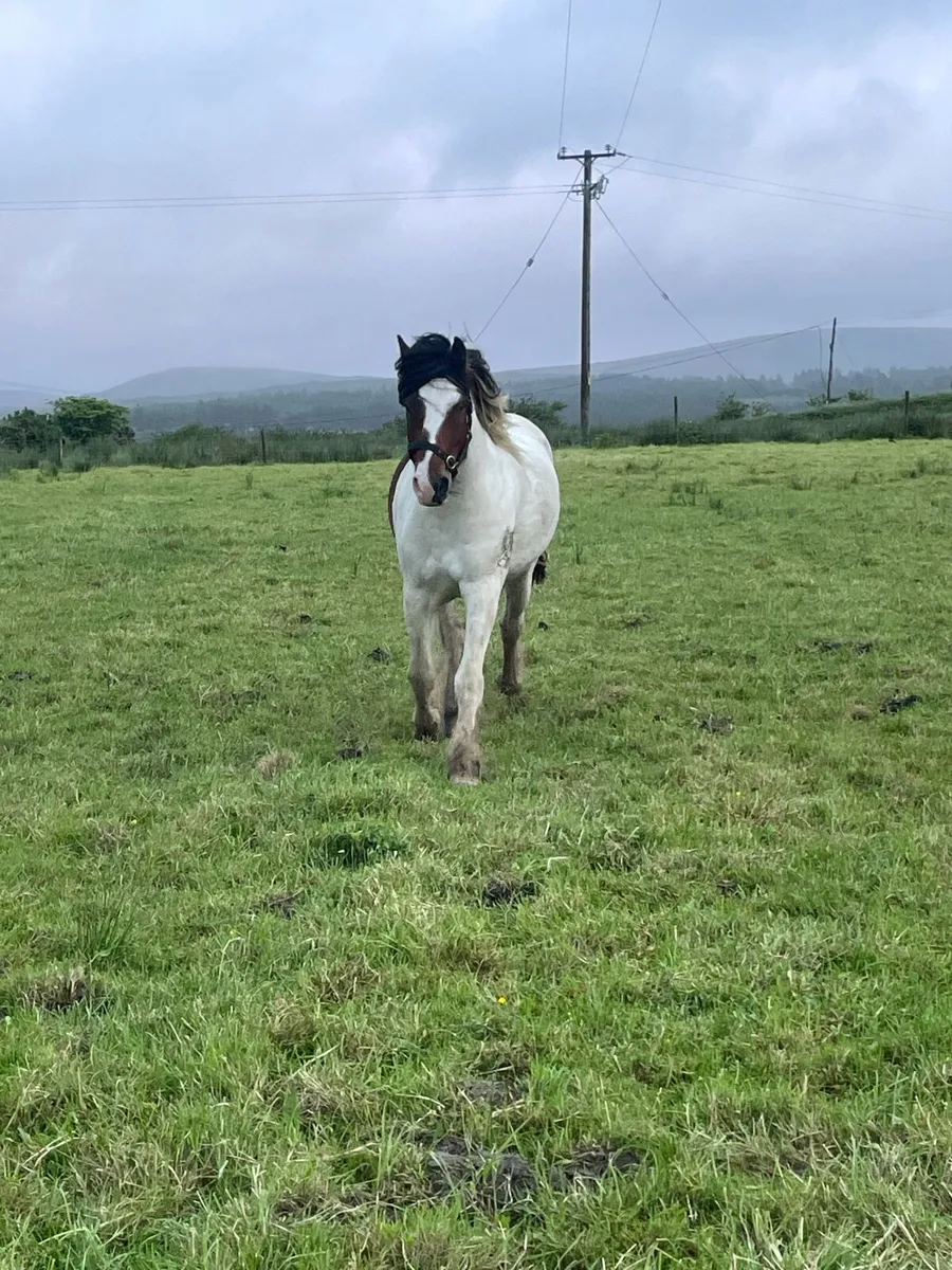 Skewbald Cob - Image 3