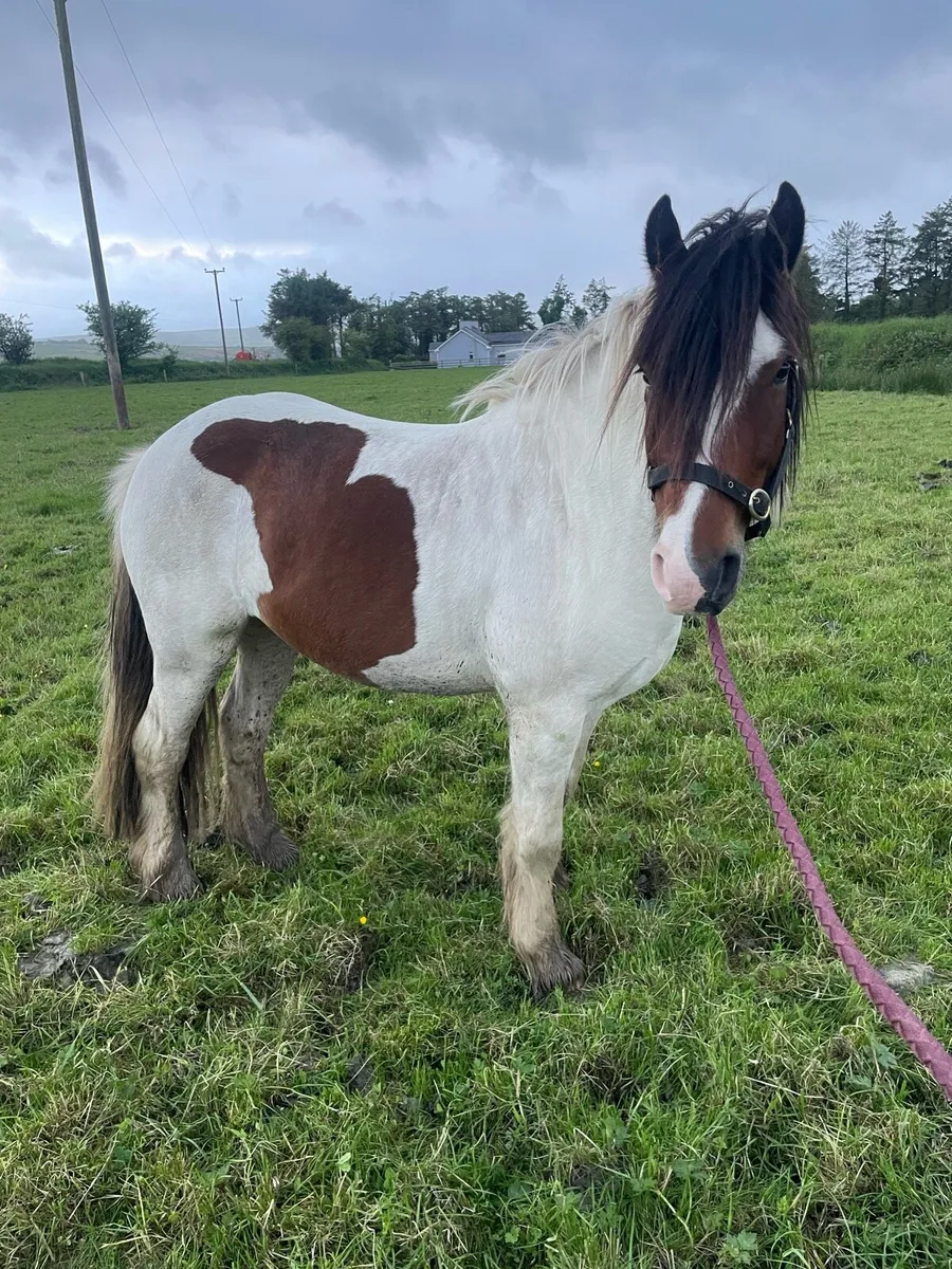 Skewbald Cob - Image 1
