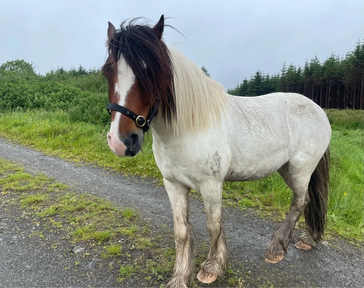 Skewbald Cob - Image 4
