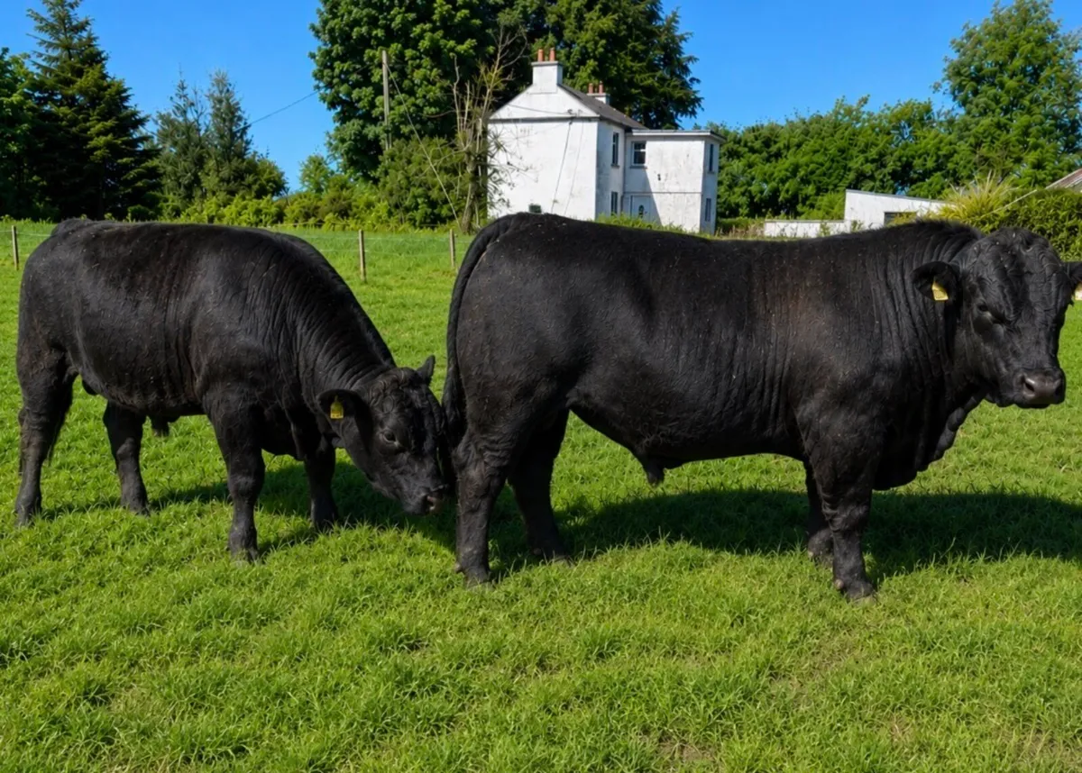 Pedigree registered Angus bulls for sale - Image 2