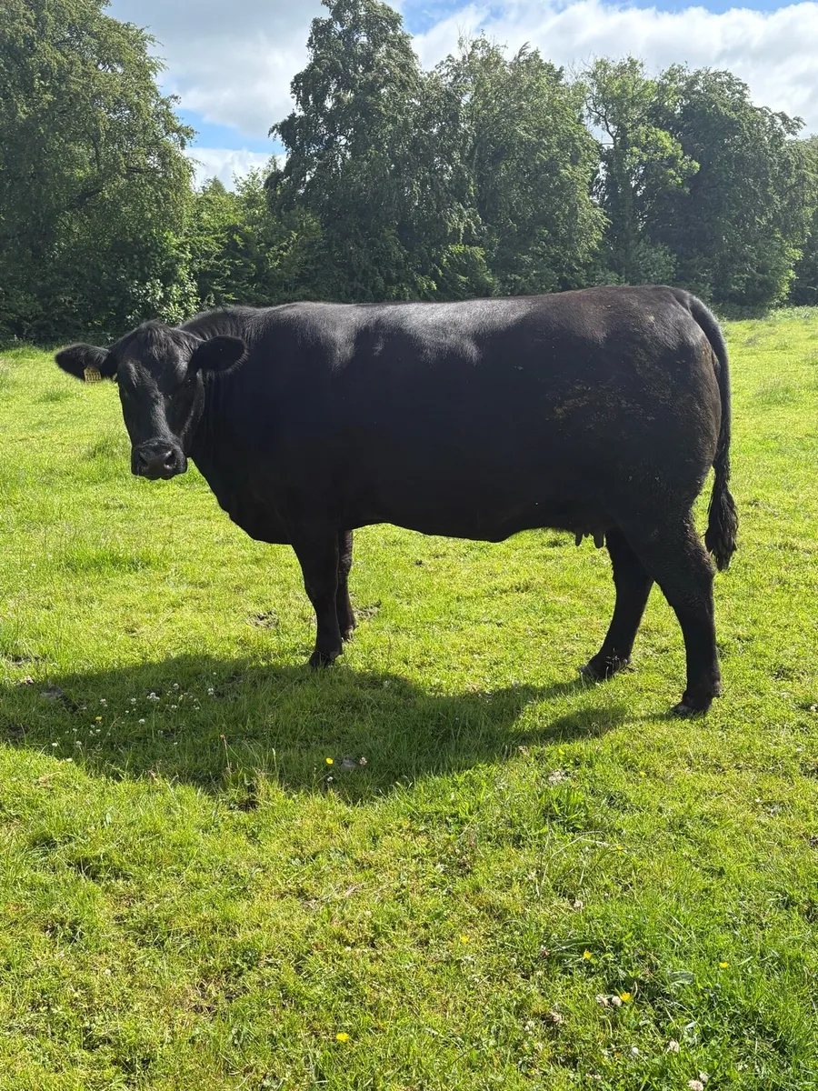 Pedigree registered Angus bulls for sale - Image 3