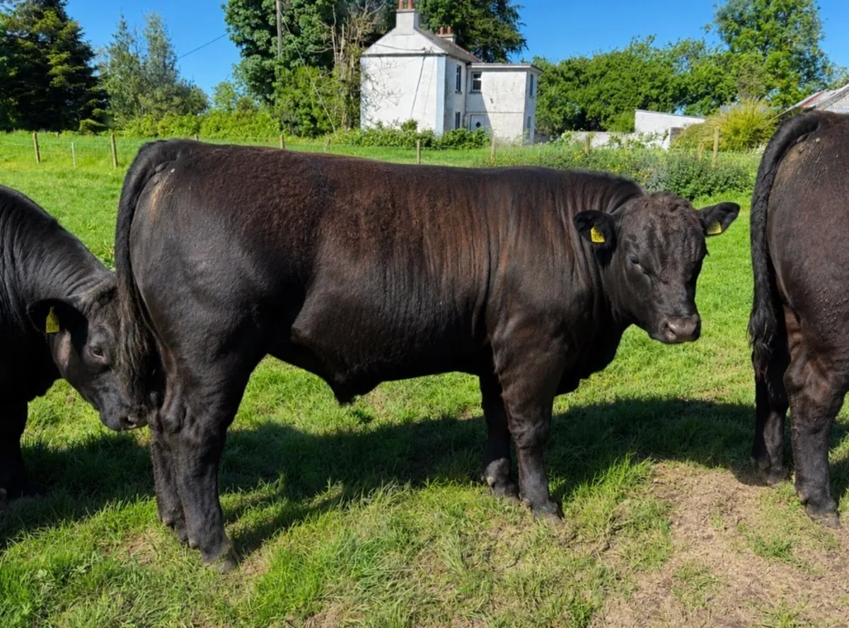 Pedigree registered Angus bulls for sale - Image 1