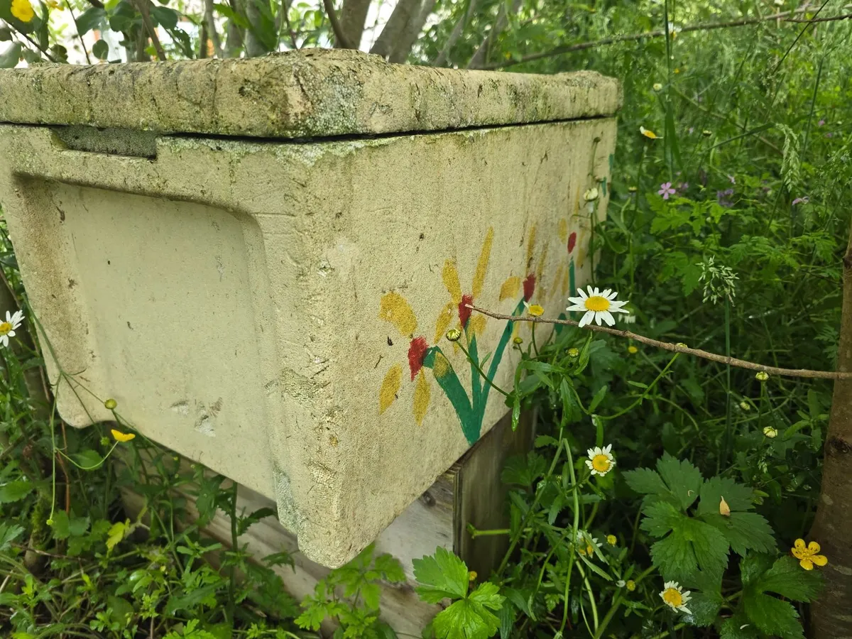 Nuc bees - Image 1