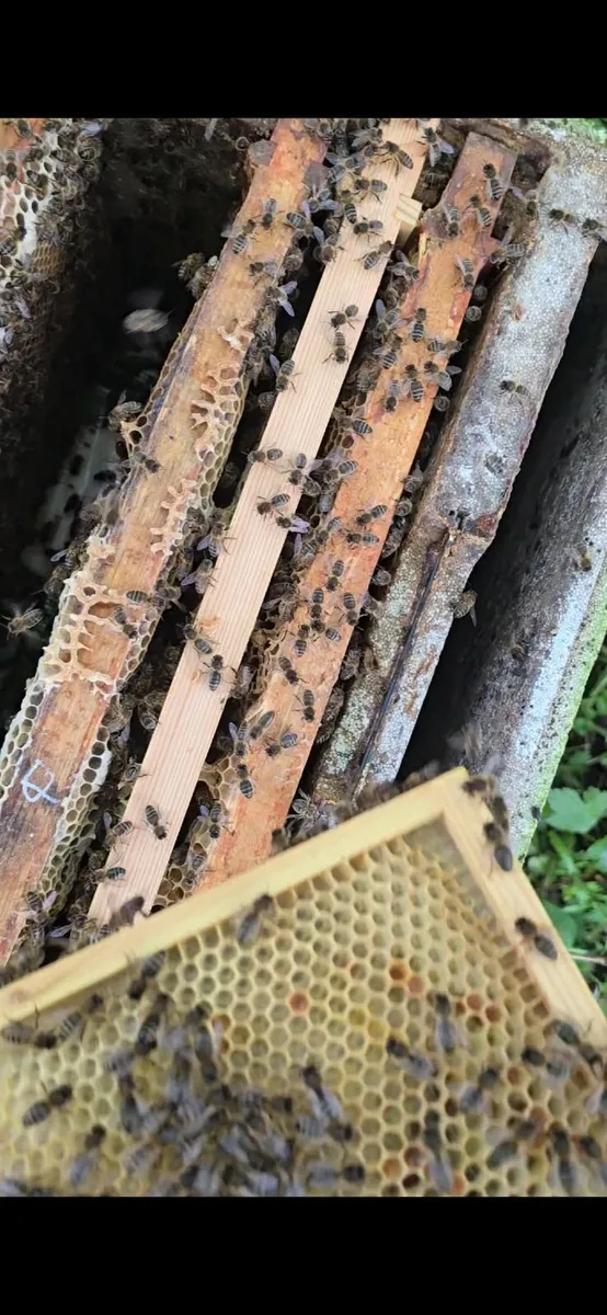 Nuc bees - Image 2