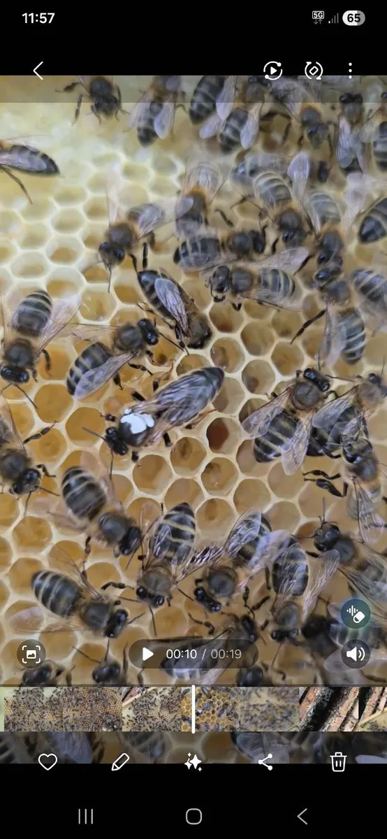 Nuc bees - Image 3