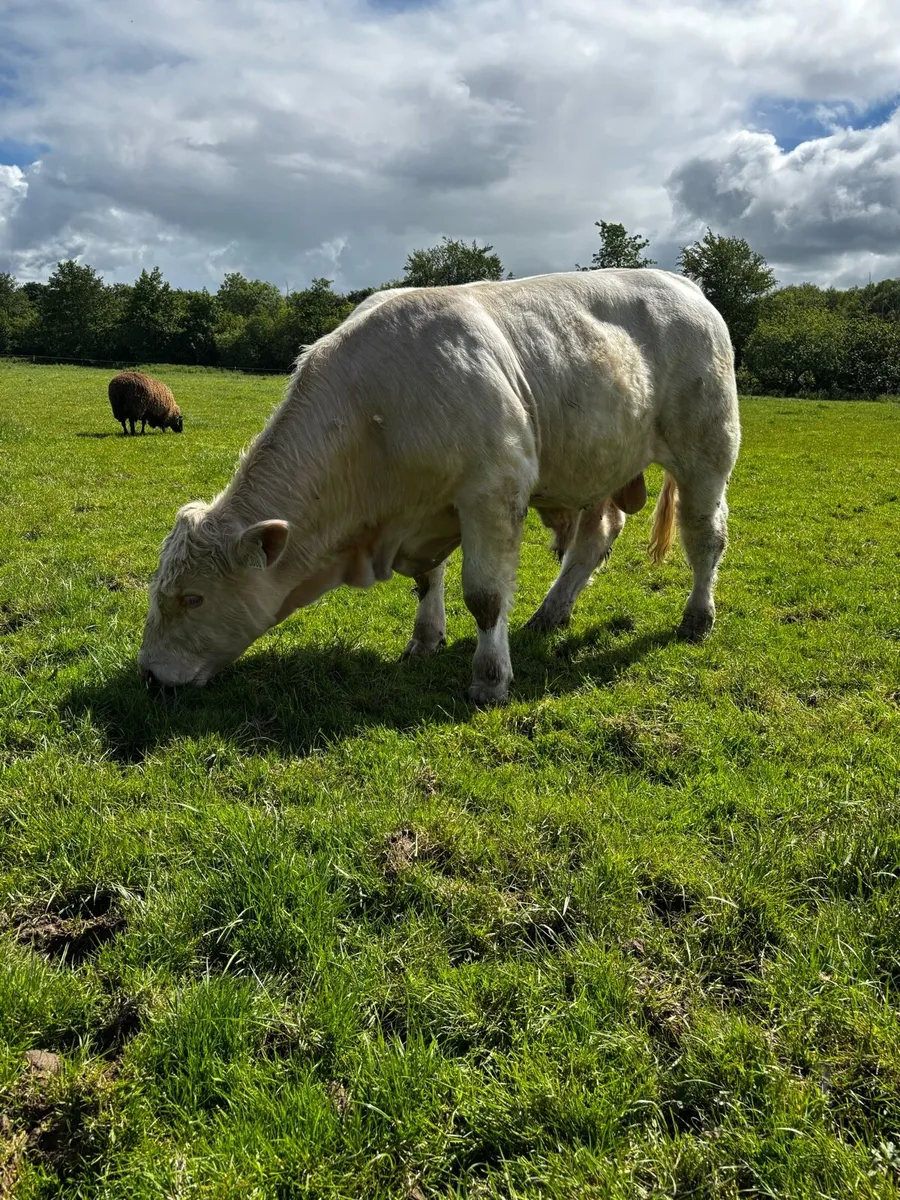 Charolais bulls - Image 1