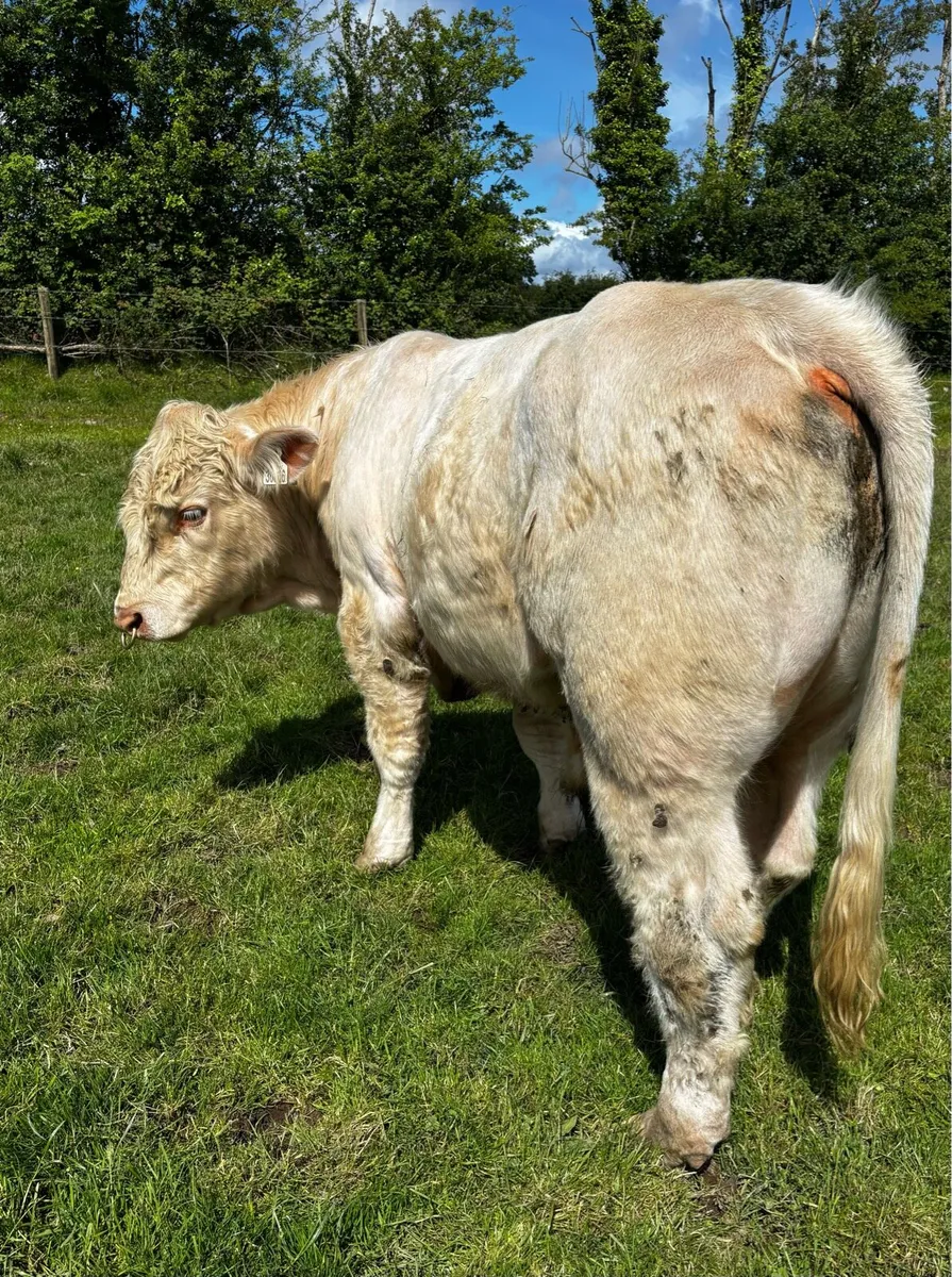 Charolais bulls - Image 2