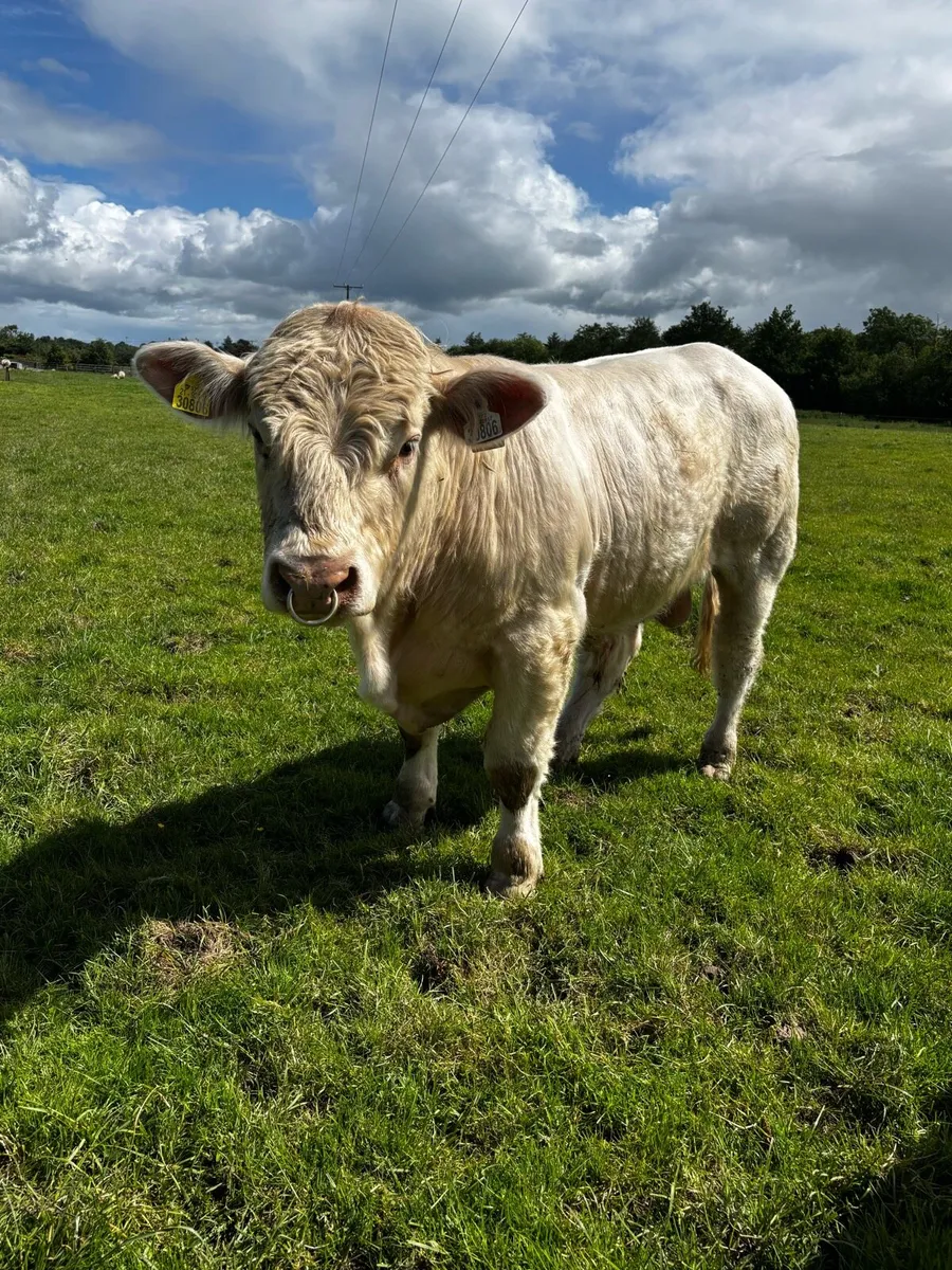 Charolais bulls - Image 3