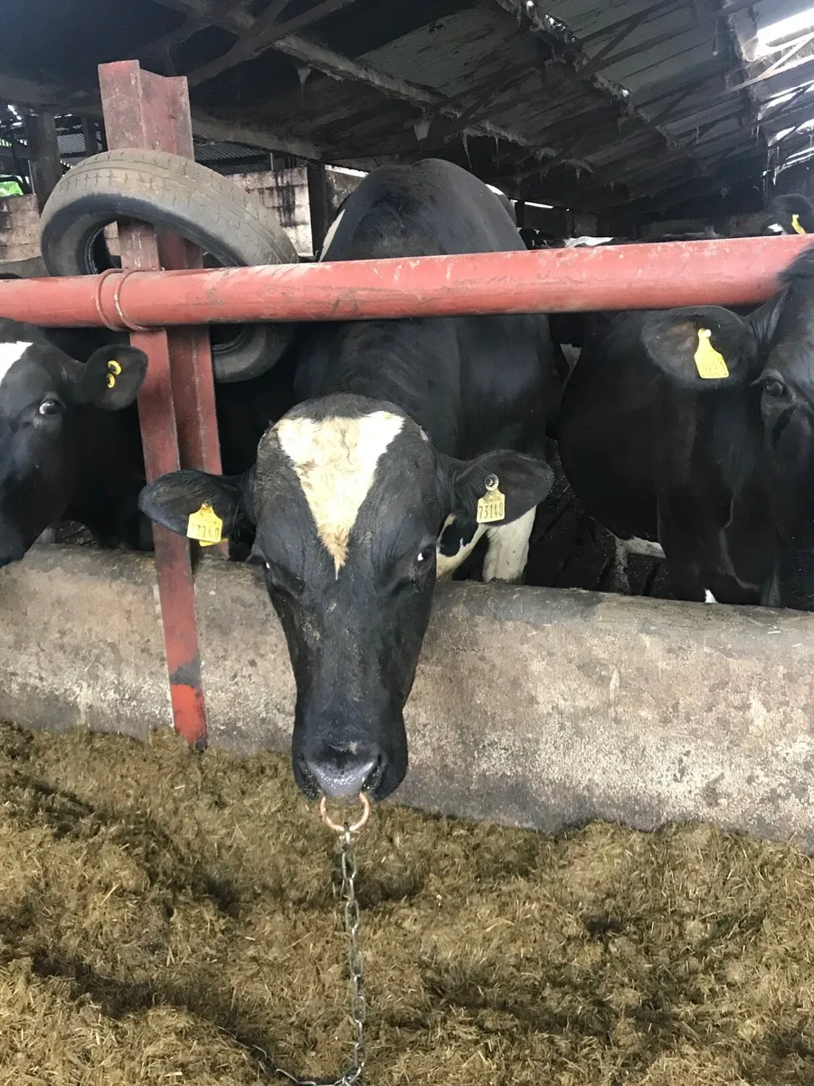 Holstein Friesian bull - Image 2