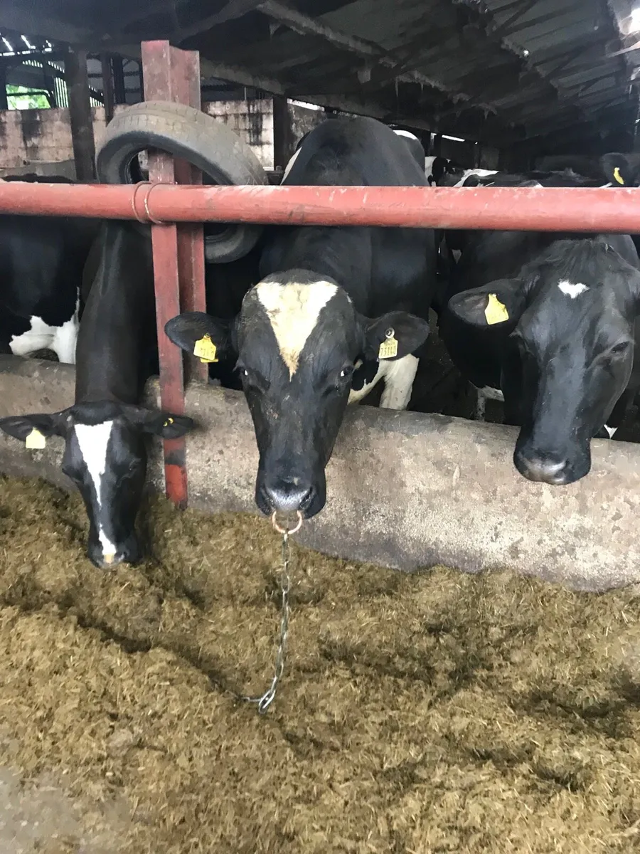 Holstein Friesian bull - Image 1