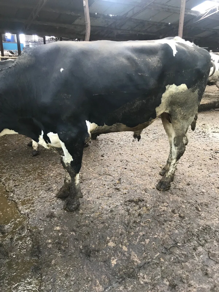 Holstein Friesian bull - Image 3