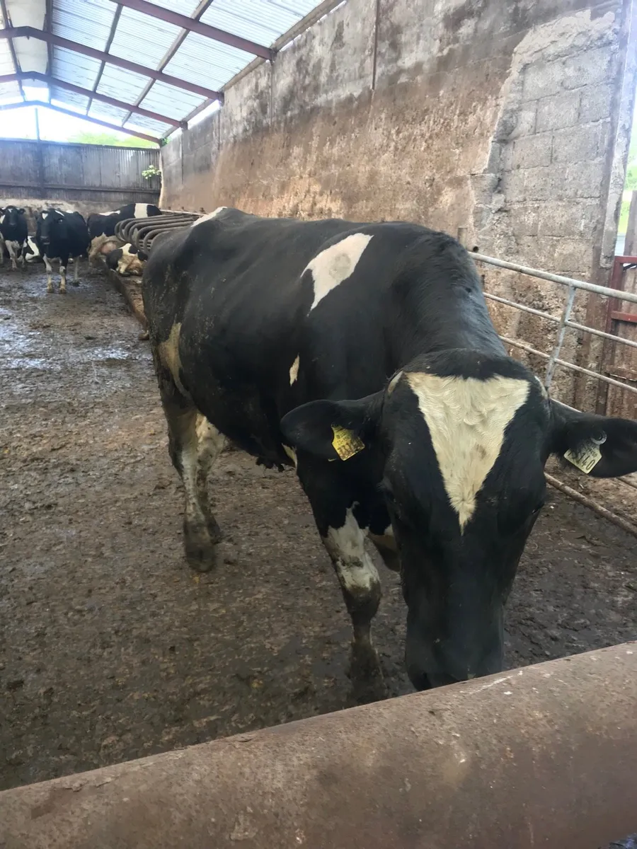 Holstein Friesian bull - Image 4