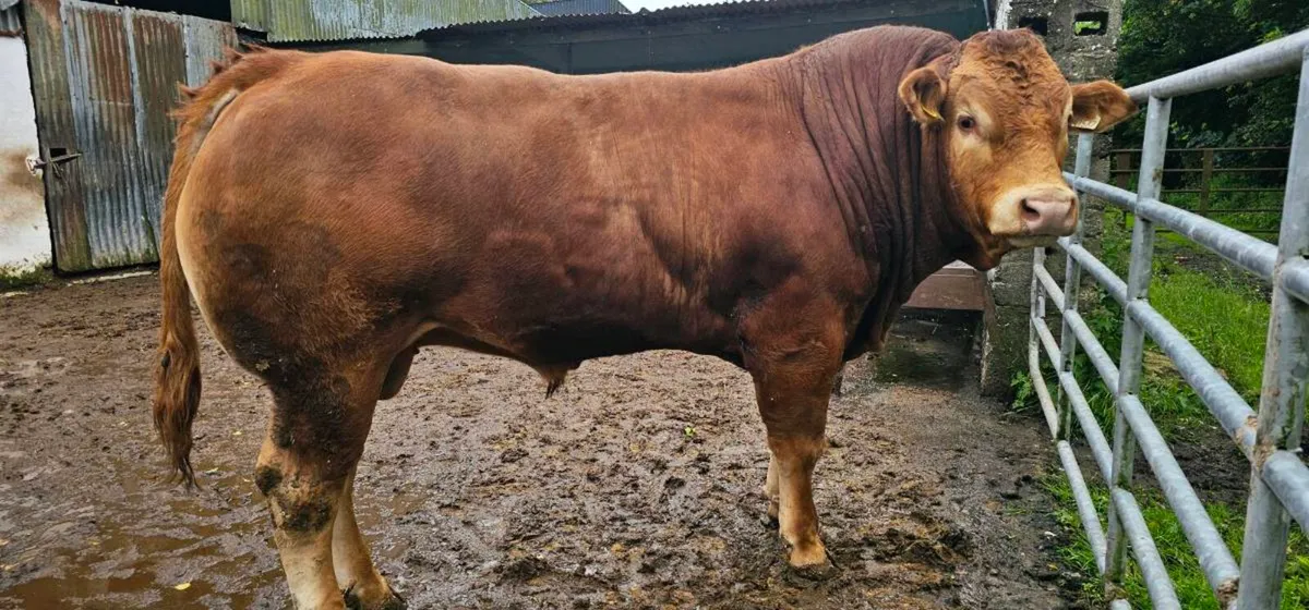 Limousin Bulls - Image 1