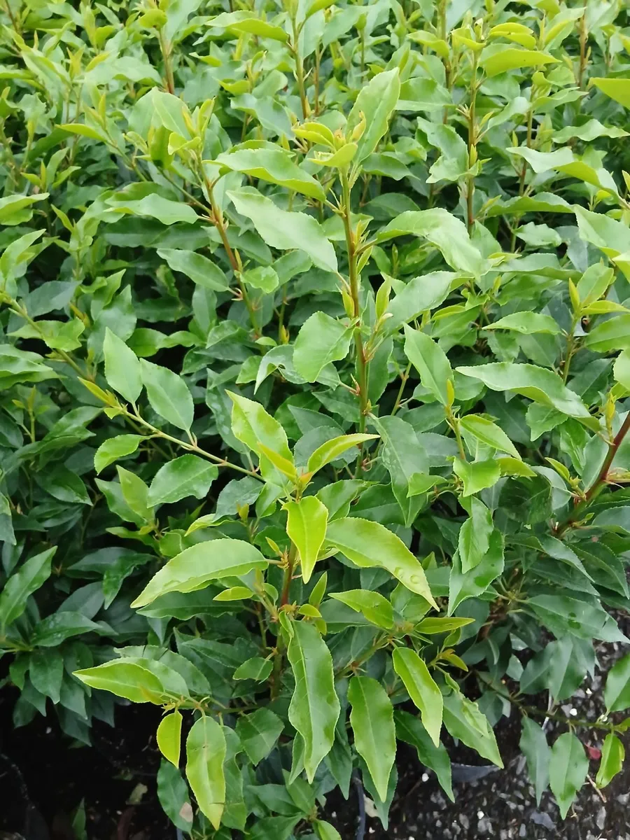 Portuguese laurel - Image 3