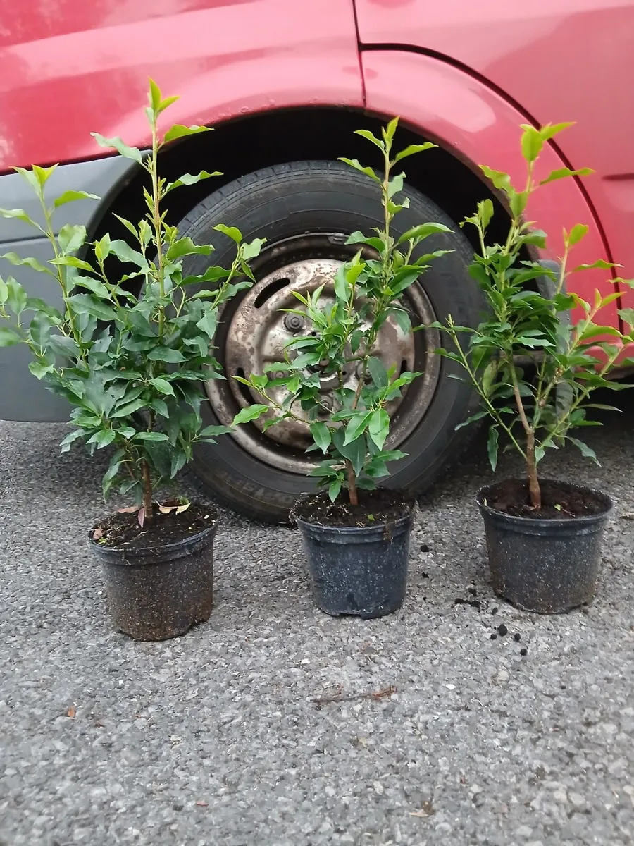 Portuguese laurel - Image 2