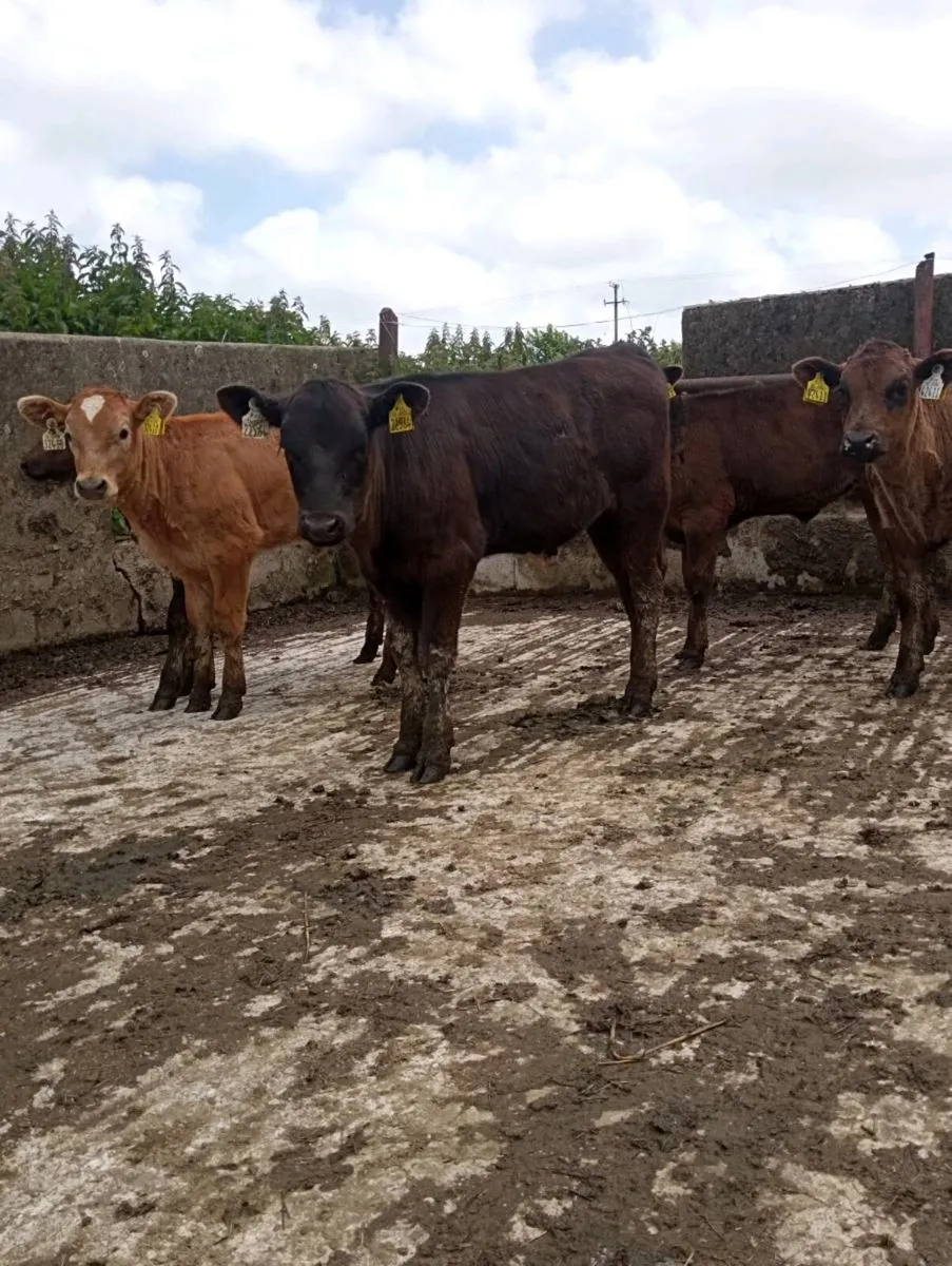 Heifer calfs - Image 1