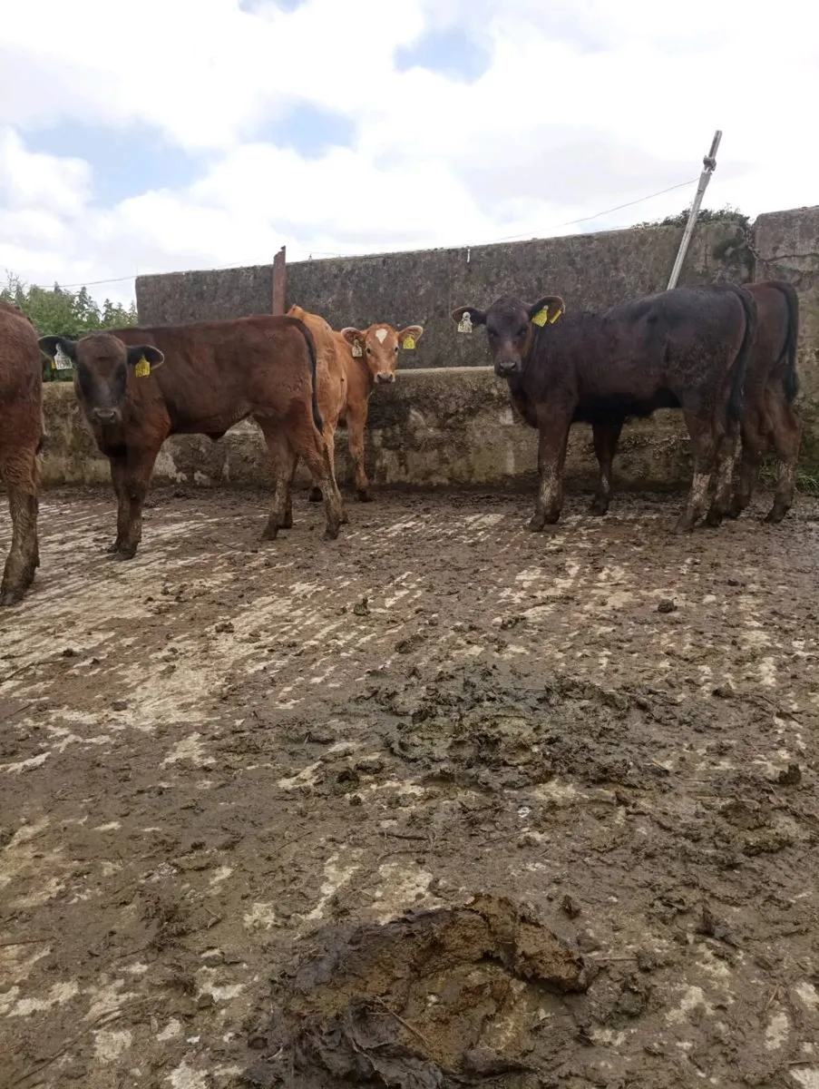 Heifer calfs - Image 2