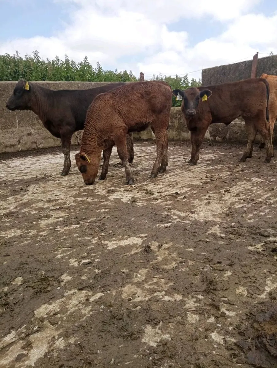 Heifer calfs - Image 3