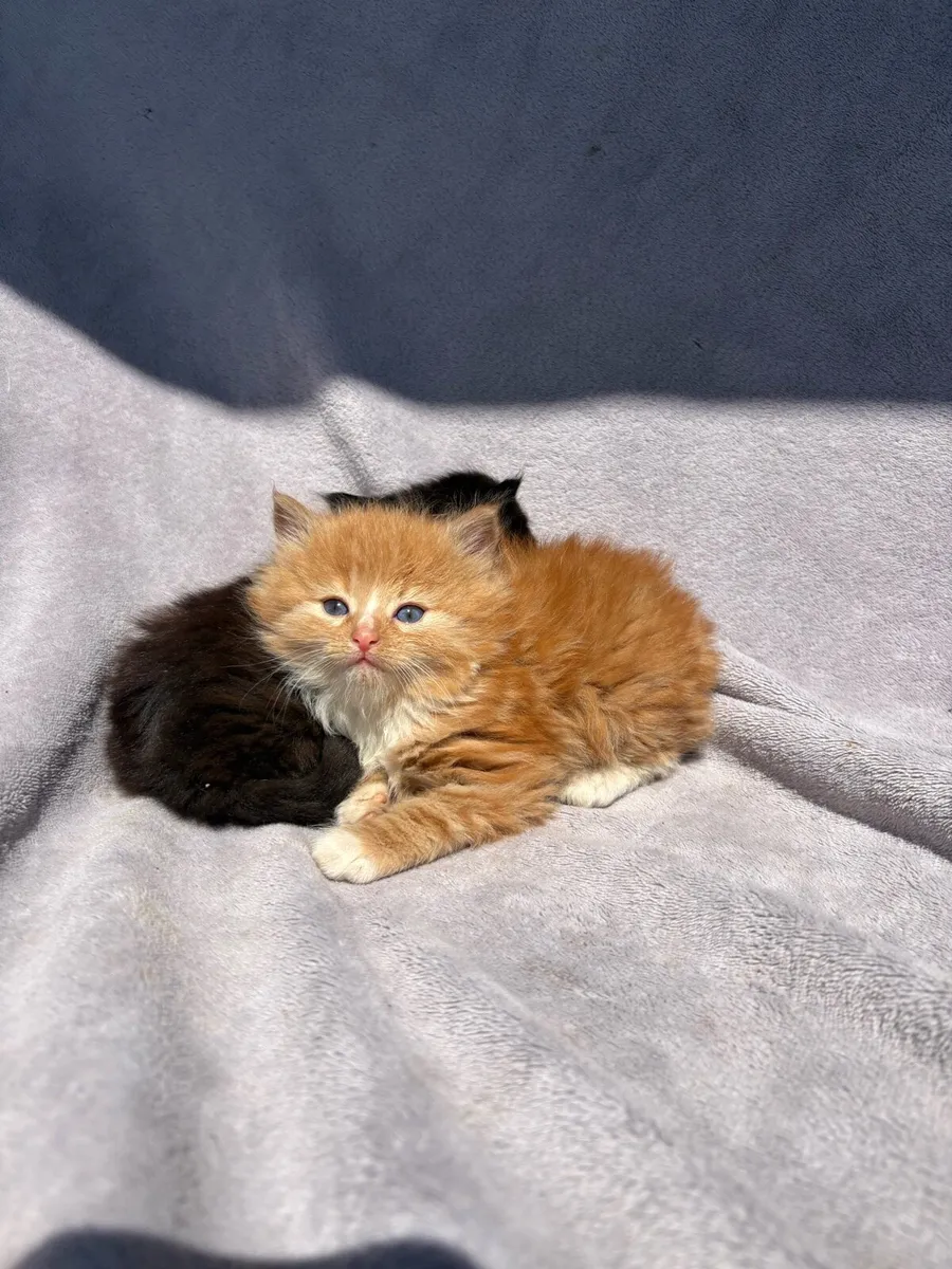 Kittens - Image 1
