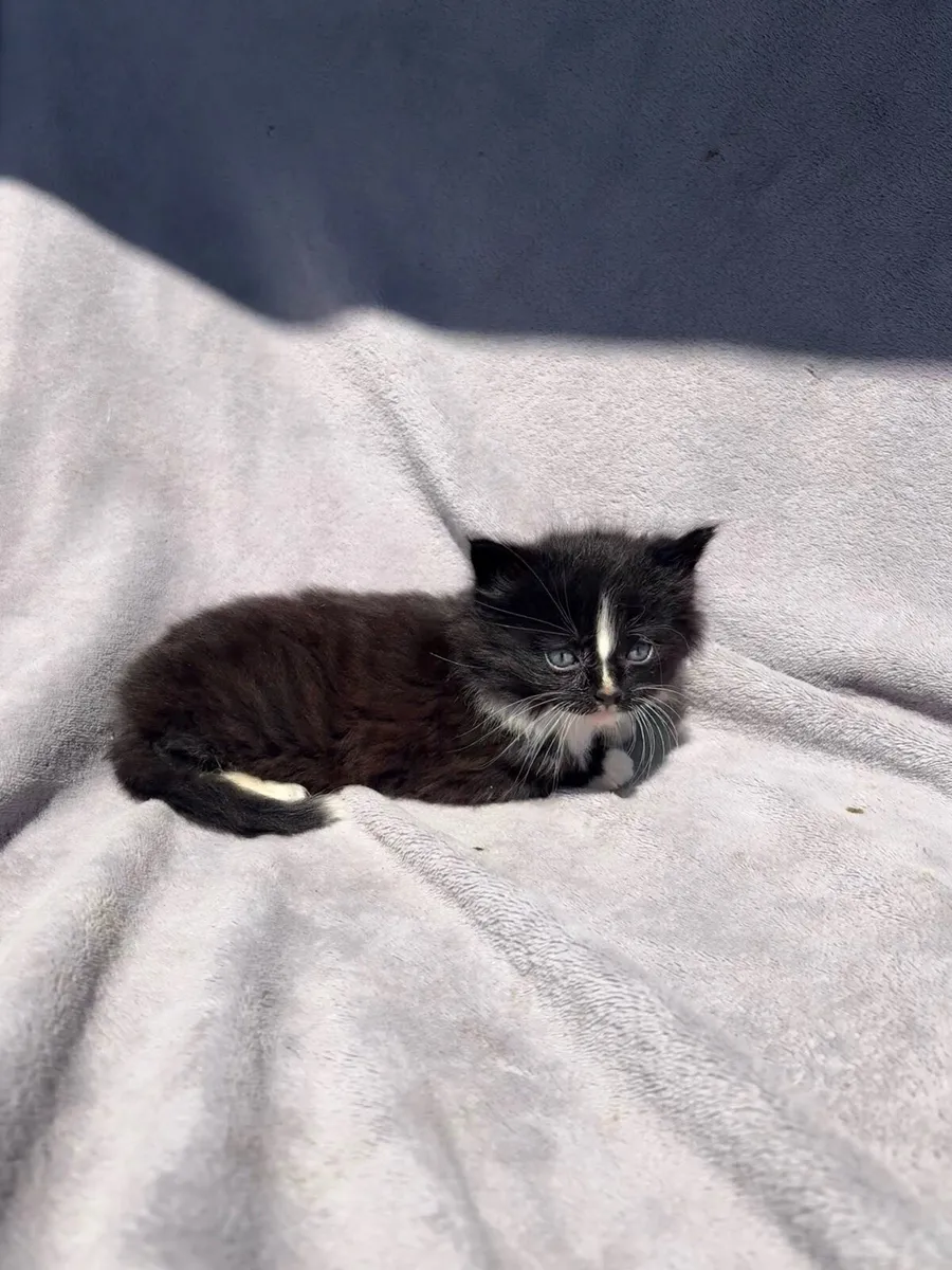 Kittens - Image 2