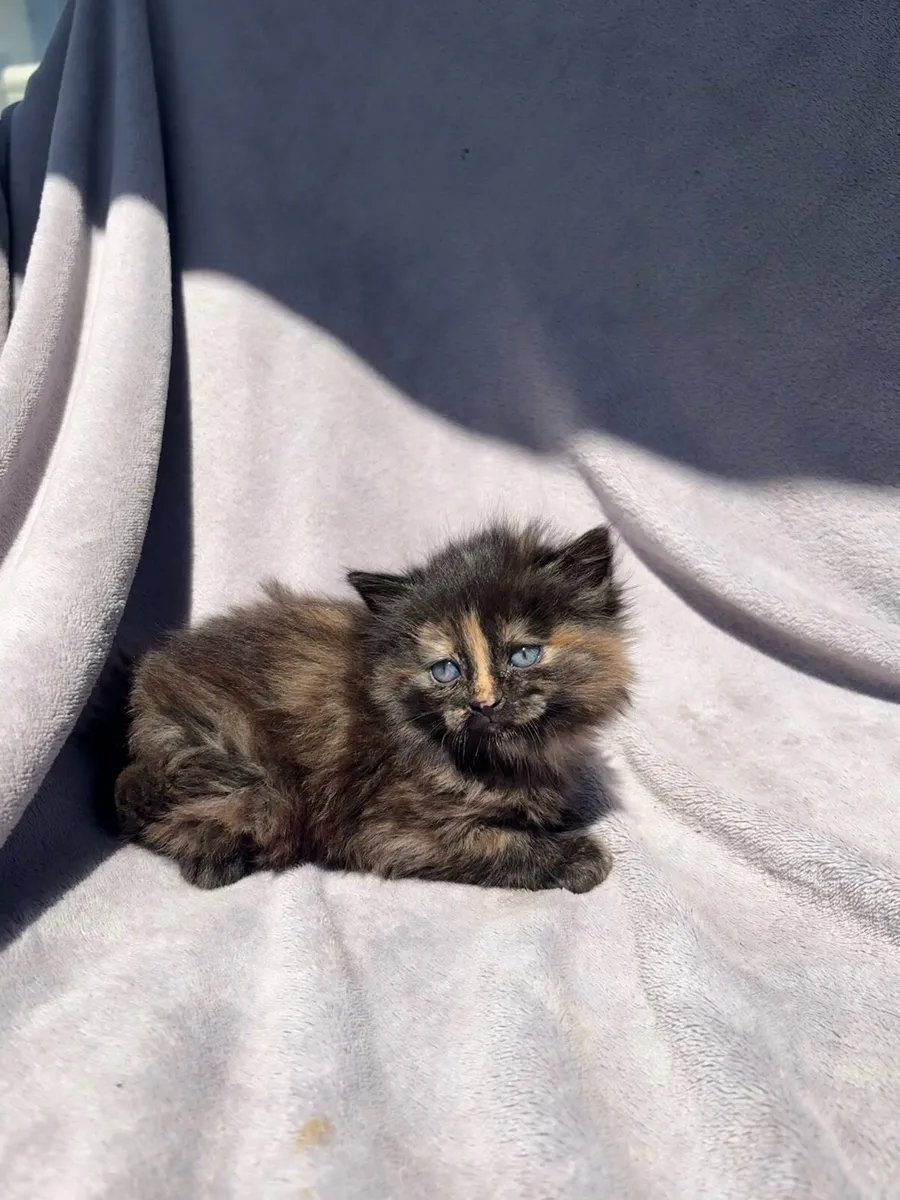 Kittens - Image 3