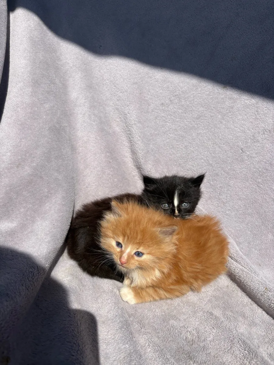 Kittens - Image 4