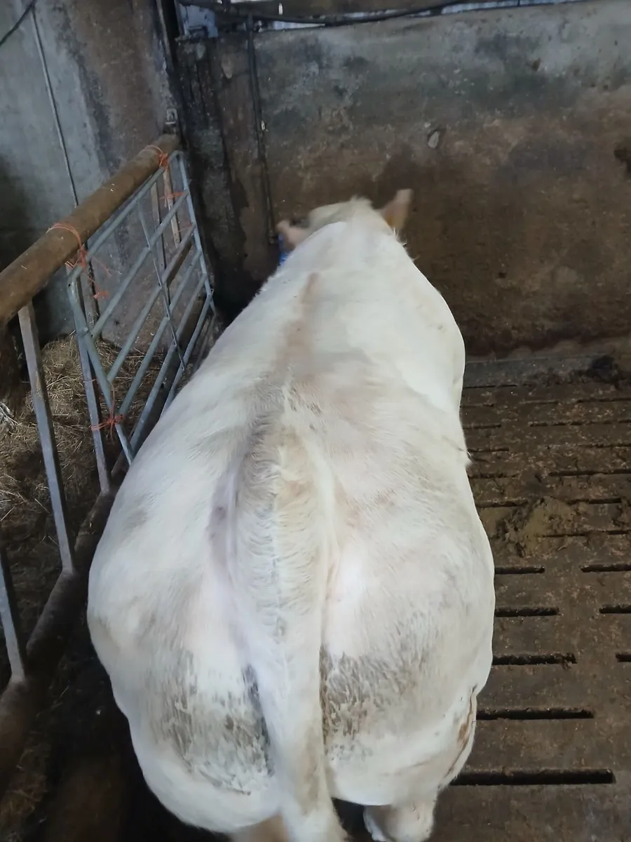PB CHAROLAIS BULL - Image 2