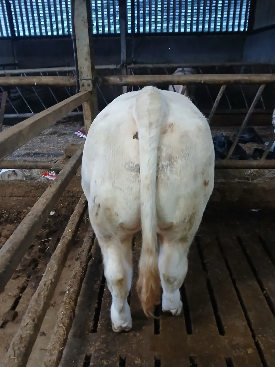 PB CHAROLAIS BULL - Image 3