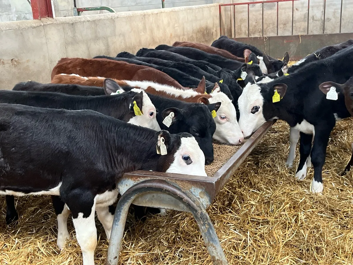 18 Real Proper Reared AA & HE Heifer Runners - Image 1