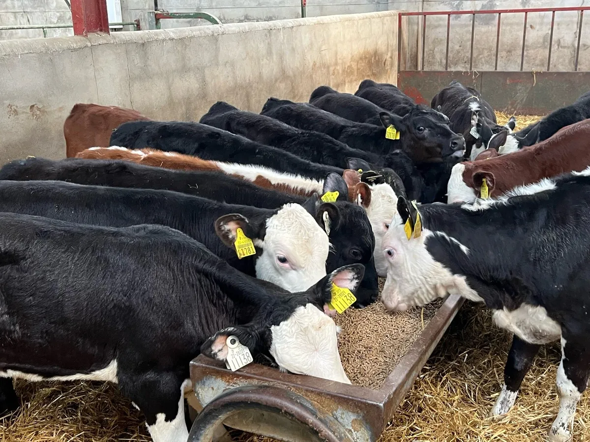 18 Real Proper Reared AA & HE Heifer Runners - Image 2