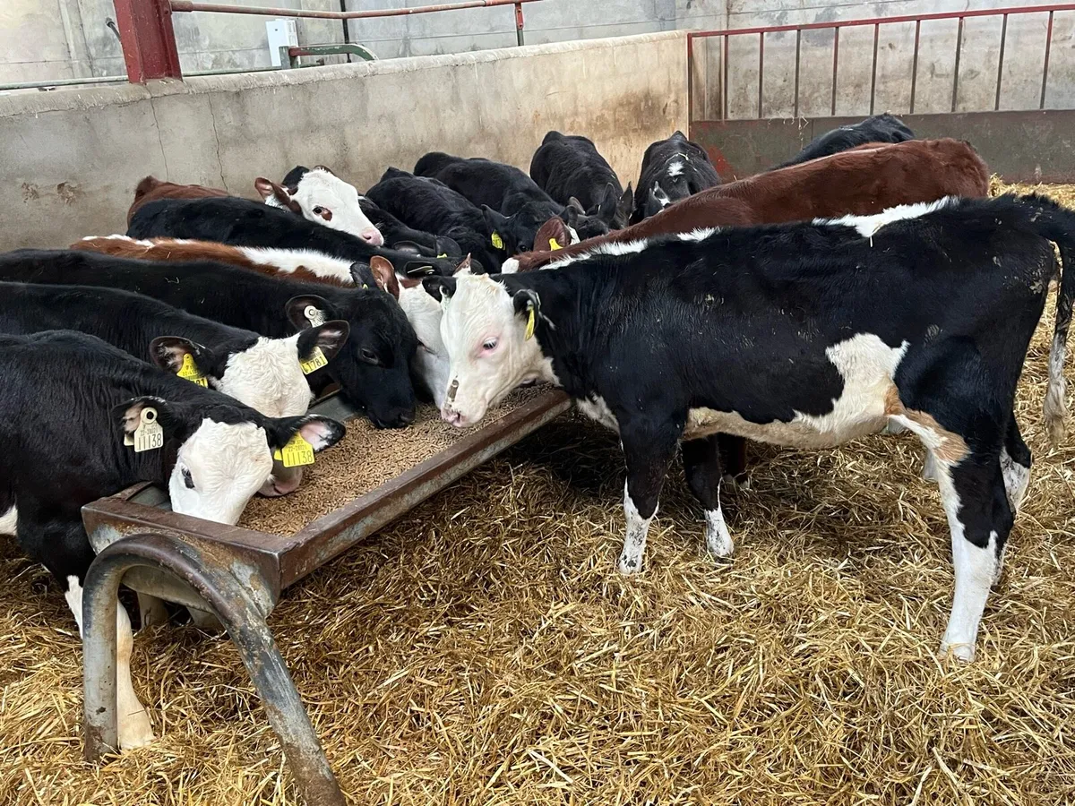 18 Real Proper Reared AA & HE Heifer Runners - Image 4
