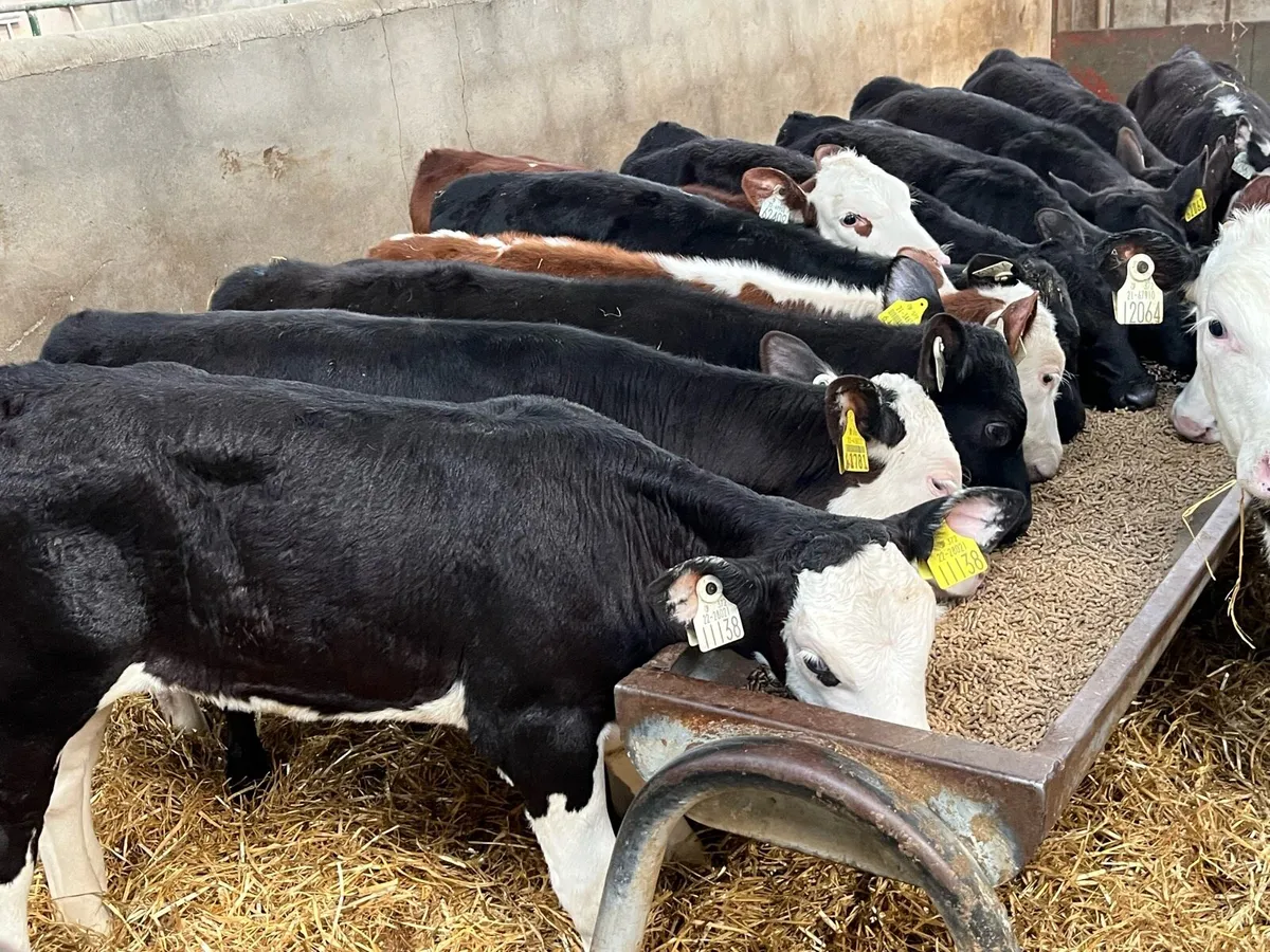 18 Real Proper Reared AA & HE Heifer Runners - Image 3
