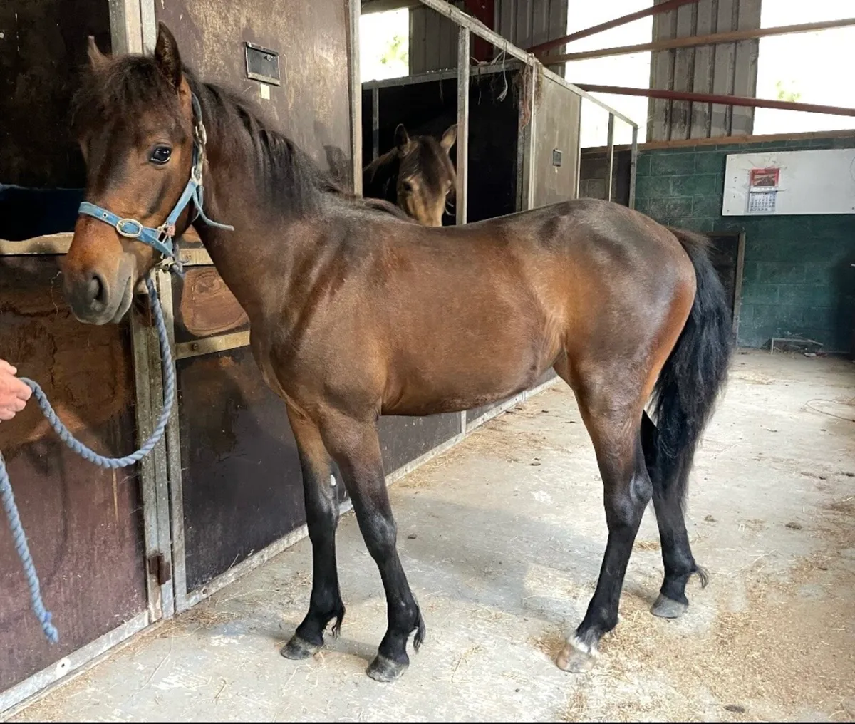 Lady Springfield, Connemara Filly yearling - Image 1